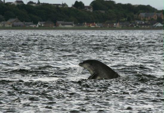 Bottlenose Dolphin <i>Tursiops truncatus</i>